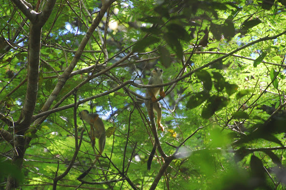 Spotting Image 1