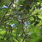 Squirrel Monkey