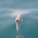 Common dolphin
