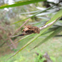 Polilla