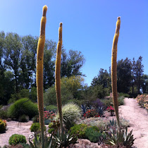 California Shrub Desert Species Mission