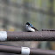 Tree Swallow