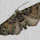 N.Z. Moths and Butterflies