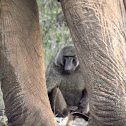 african elephant W/ Baboon
