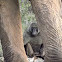 african elephant W/ Baboon
