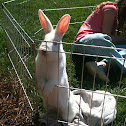 Rabbit