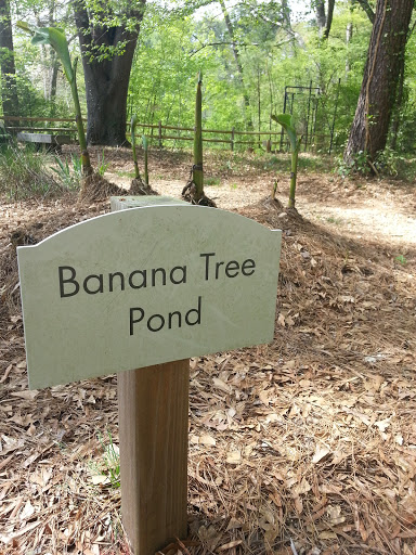 Banana Tree Pond