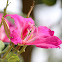 Orchid Tree