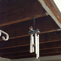 Barn Swallow