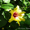 Yellow Hibiscus