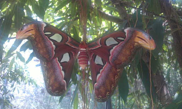 Spotting Image 1