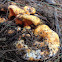 Lobster Mushroom?