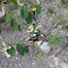 Pale Swallowtail 
