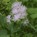 Meadow Rue, Akeleiblättrige Wiesenraute