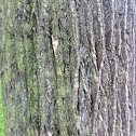 Tulip tree