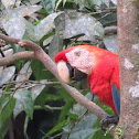 Scarlet Macaw