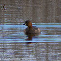 Little Grebe; Zampullín Chico