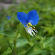 Asiatic dayflower
