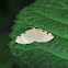Three-Spotted Fillip