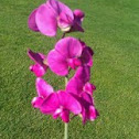 Sweet pea