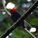 Red-headed Manakin