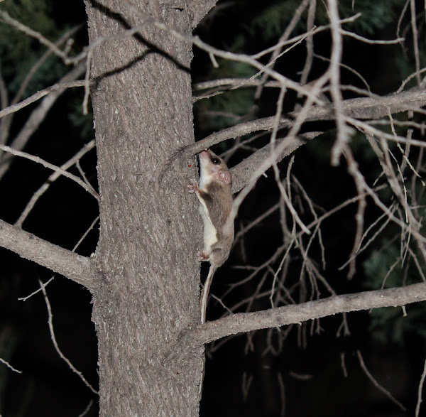 Broadtoed Feathertail Glider Project Noah