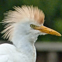 Cattle egret (breeding plumage)