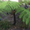 Tasmanian tree fern