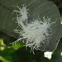 Pterodictya reticularis