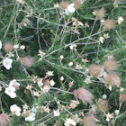 Apache  plume