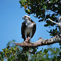 Osprey