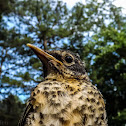 American Robin (fledgling)