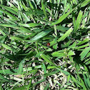 Seven-spotted Lady Beetle