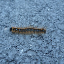 Eastern tent caterpillar