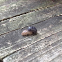 Pill bug, Potato bug, Roly-poly