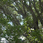 Eastern Gray Squirrel