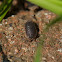 Common pill woodlouse
