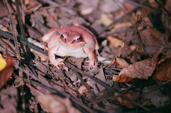 Wood Frog | Project Noah