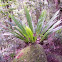 Bird's Nest Fern