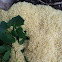 Dog Vomit Slime Mold
