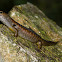 Eulamprus amplus