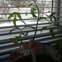 Tomato plant