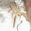 Solifugae (Camel Spider)