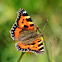 Small Tortoiseshell