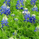 Texas Bluebonnet