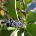 Mourning Cloak caterpillar