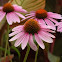 Cone Flower