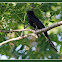 Black Drongo 