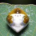 Bird Dropping Spider
