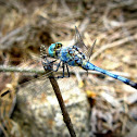 Blue Dragonfly